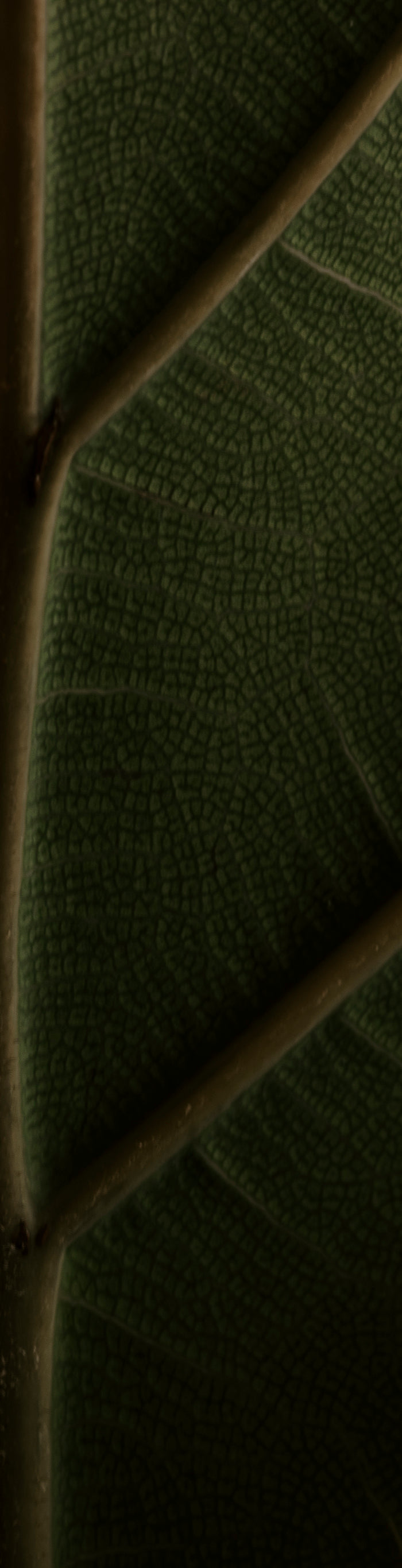 <h1><strong>ОСИГУРИ СИ ЗДРАВЕ ОТ ПРИРОДАТА</strong></h1><h1>❤<br/></h1>