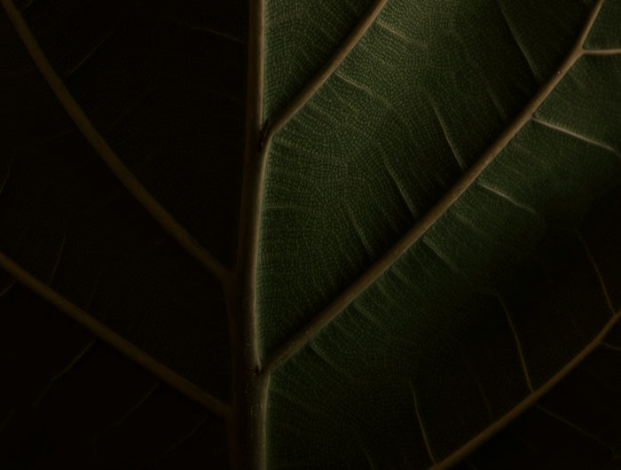 <h1><strong>ОСИГУРИ СИ ЗДРАВЕ ОТ ПРИРОДАТА</strong></h1><h1>❤<br/></h1>